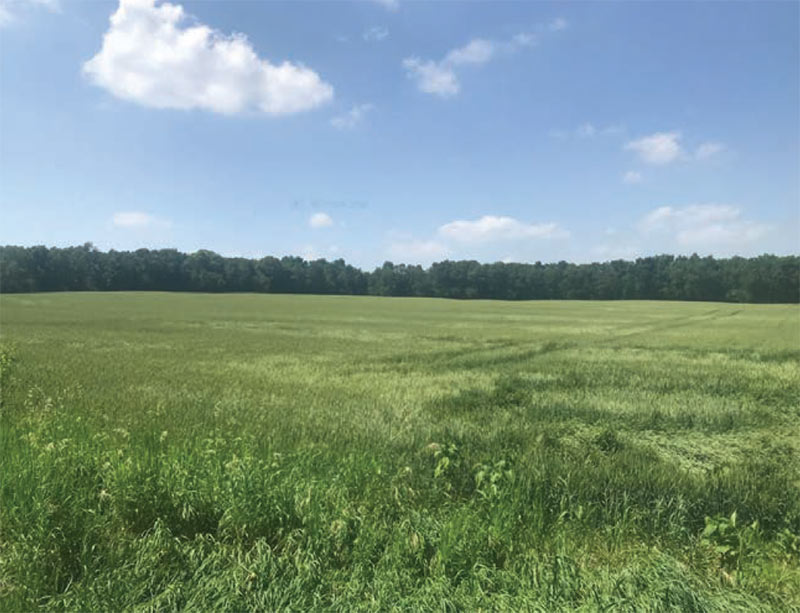 15-acre property for sale by silent bid auction from Jerry Grogg Auctioneers & Real Estate